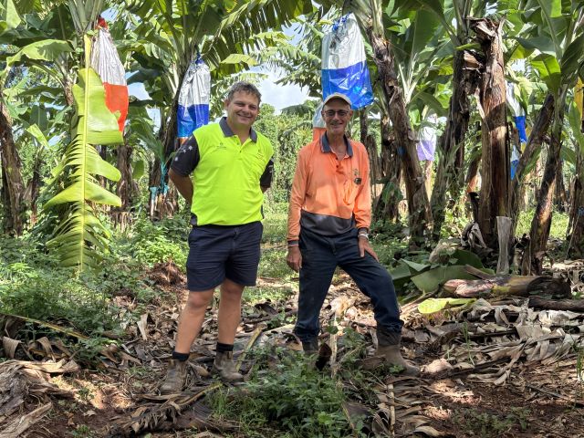 Photo of two men in high vis with banana trees around them